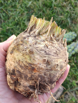 Корень сельдерея чищеный