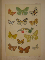 "Бабочки Европы. Описание наиболее известных видов и руководство к собиранию и определению бабочек и их гусениц". 1904г.
