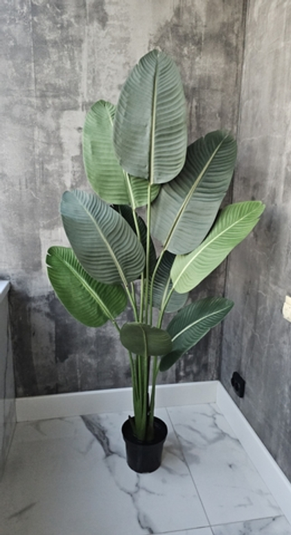 Стрелиция 160 см (Бальбис) без кашпо