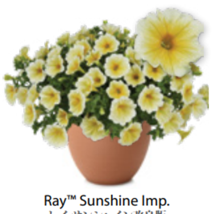 ЕВРО Петуния Ray Sunshine Imp ОКС укорененные черенки В наличии