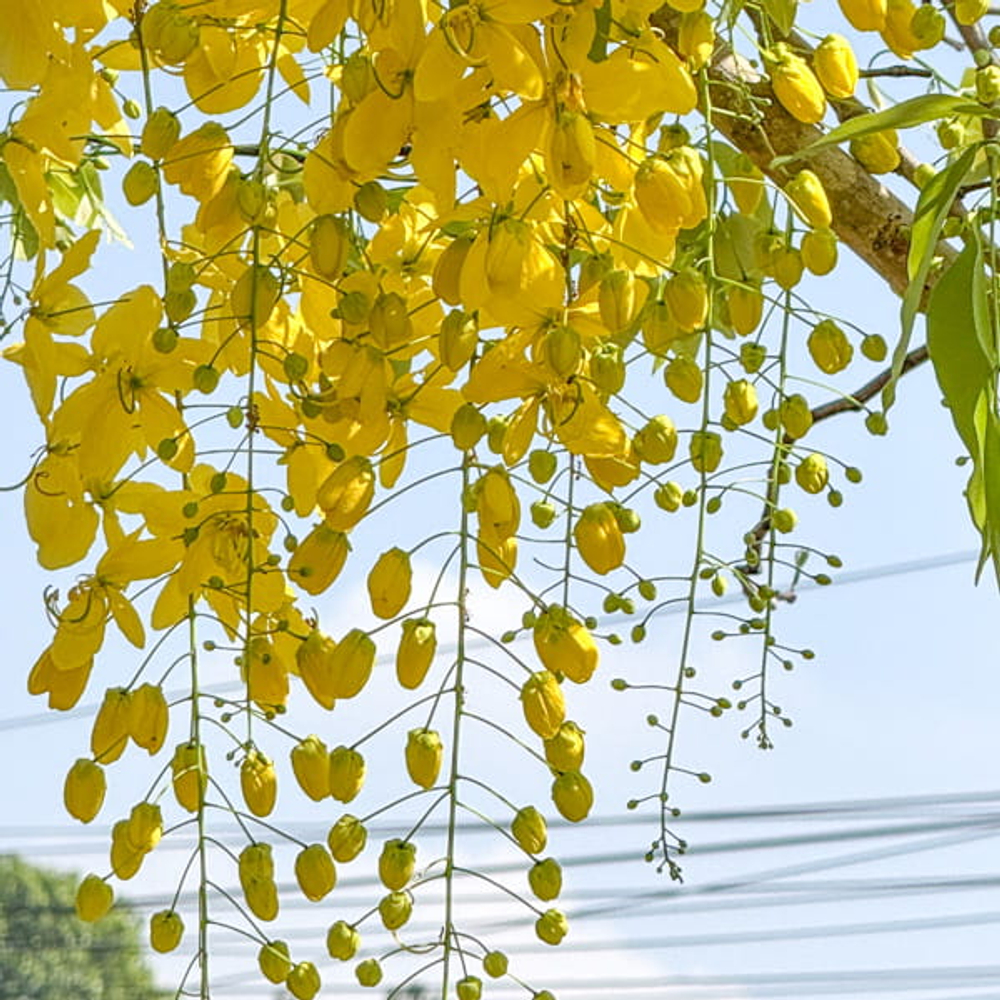 Кассия трубчатая – Cassia fistula