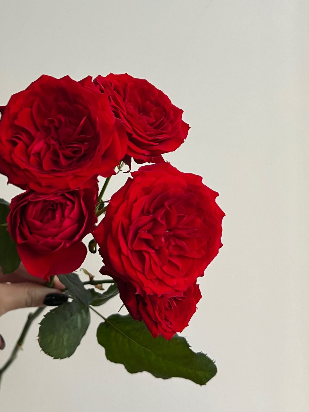 Пионовидная кустовая роза в красном оттенке