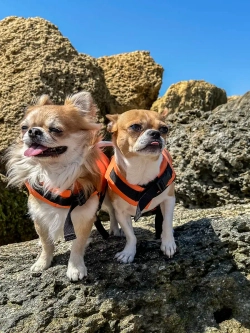 Спасательный жилет для собак и всех животных