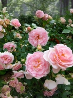 Роза шраб Лавли Мейян