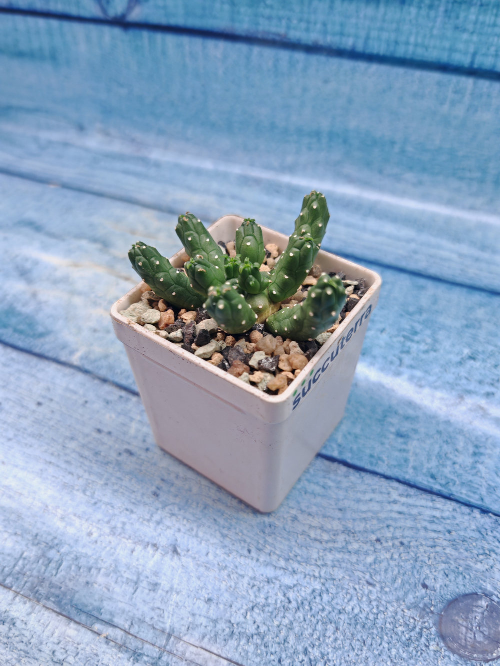 Euphorbia Inermis (Эуфорбия)