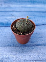 Euphorbia Obesa (Эуфорбия)