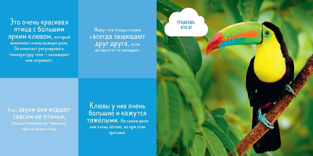 Кто прячется в джунглях?