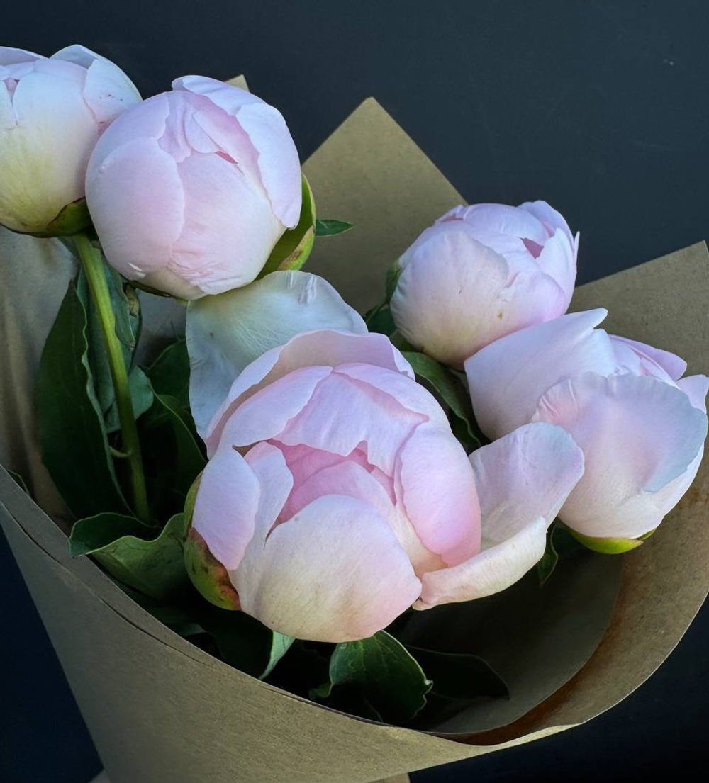 Пионы розовые нежные 5 шт