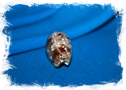 Конус аренатус (Conus arenatus)
