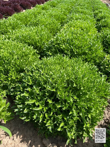 ЭКЗАМ KNOX семена салата Rijk Zwaan культура – фото 1