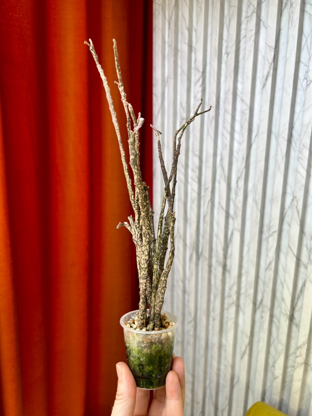 Эуфорбия Платиклада, D7см Н25см, 1шт, Urban Jungle (2962)