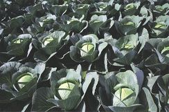 ПАРАДОКС F1 семена капусты белокочанной (Bejo | Alexagro)