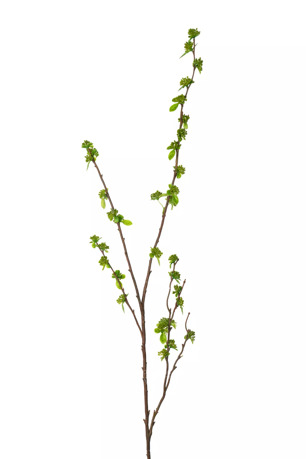 Ветка с молодыми листьями и почками 103см