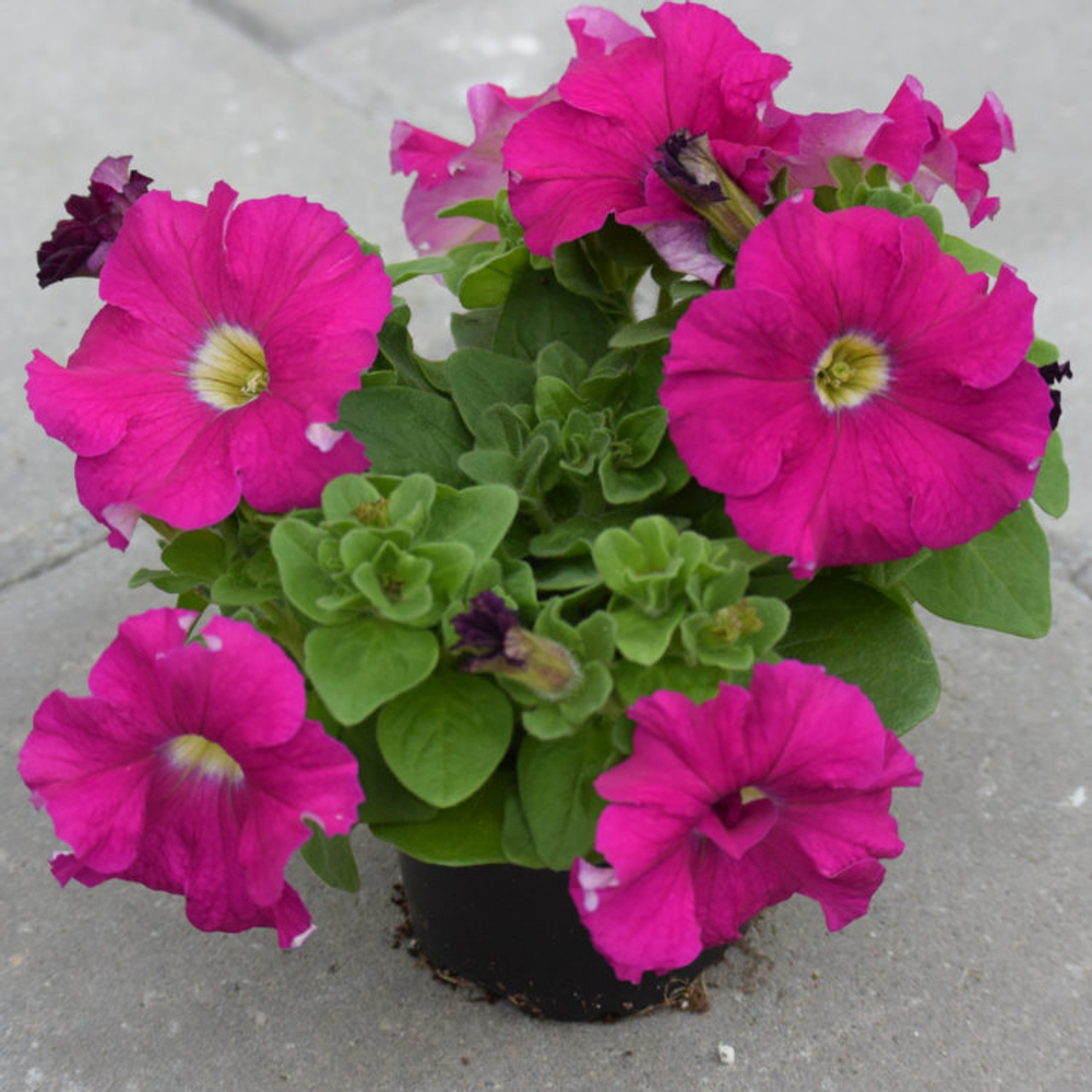 Петуния грандифлора Дримс Неон Роуз (1000др) Витагрин Профи