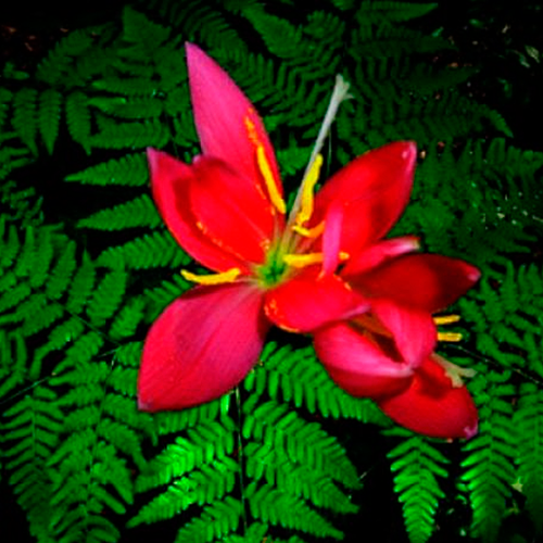 Папоротников цвет