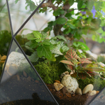 Флорариум бонсай Японский вяз Фаберже