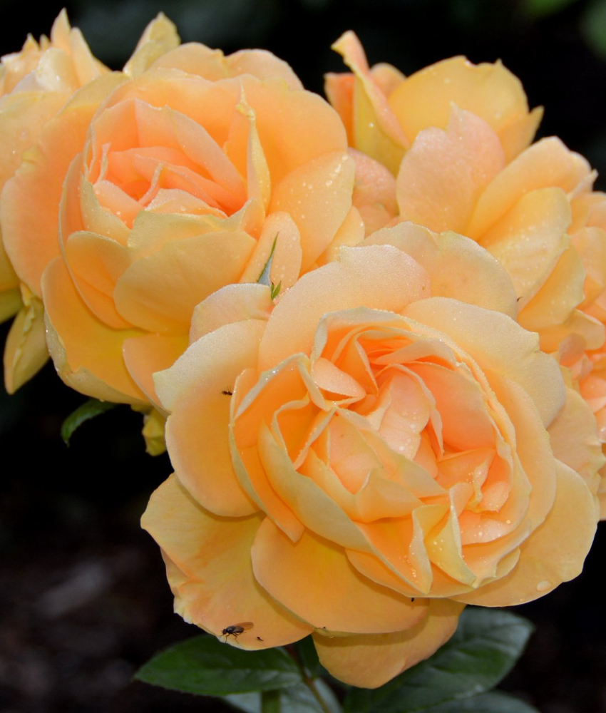 Роза Хензештад Росток С7 Закупка М57 июнь 2026 Роза Хензештад Росток С7 Закупка М57 июнь 2026