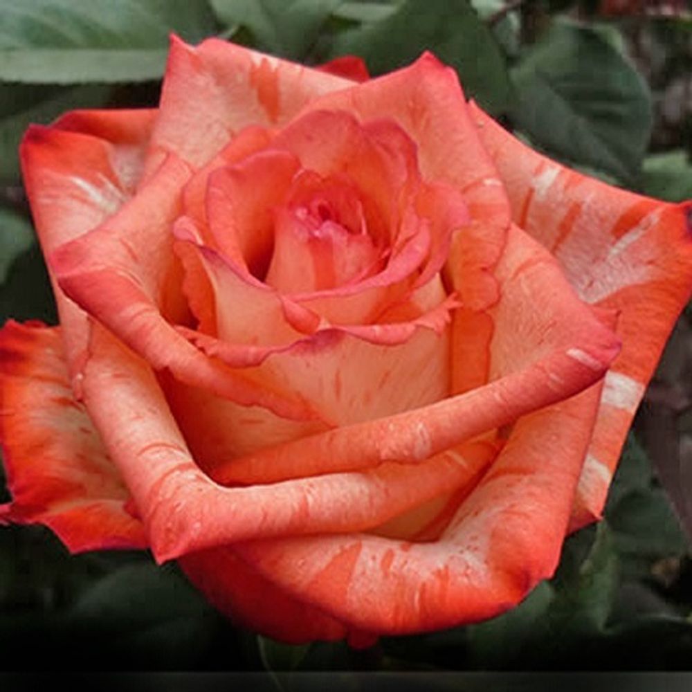 Роза чайно-гибридная Хинг Твинкли