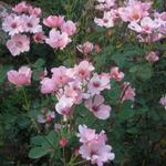 Роза чайно-гибридная Dainty Bess