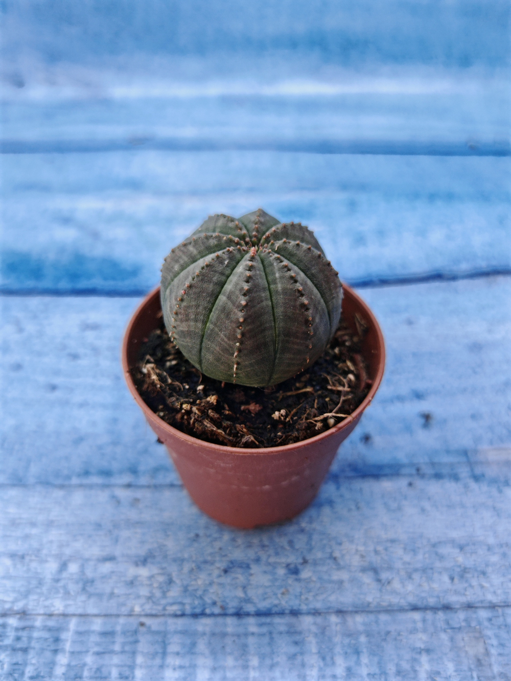 Euphorbia Obesa (Эуфорбия)