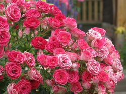 Шоне Кобленцерин (Schone Koblenzerin)