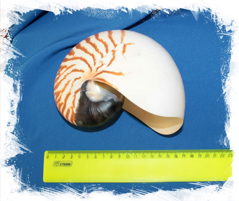 Наутилус Помпилиус размер