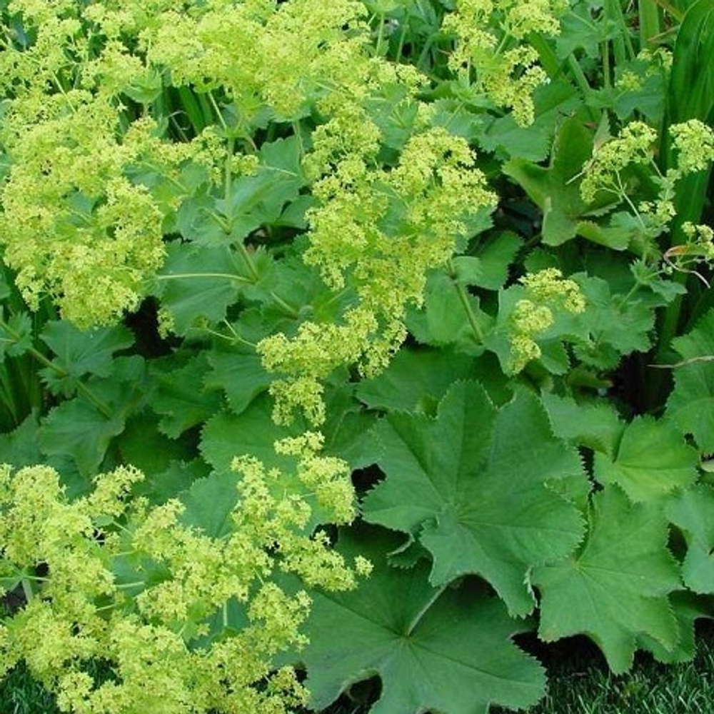 Манжетка мягкая Robustica