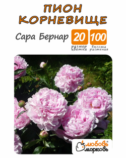 Пион Корневище, Сара Бернар, 1шт