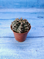 Gymnocalycium Friedrichii (Гимнокалициум)