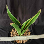 Сансевиерия BLUEBOY VAR