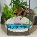 Готовый флорариум бонсай Фикус гинсенг Хижина с озером
