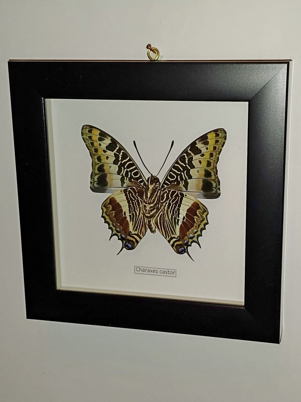 Бабочка Charaxes castor в рамке