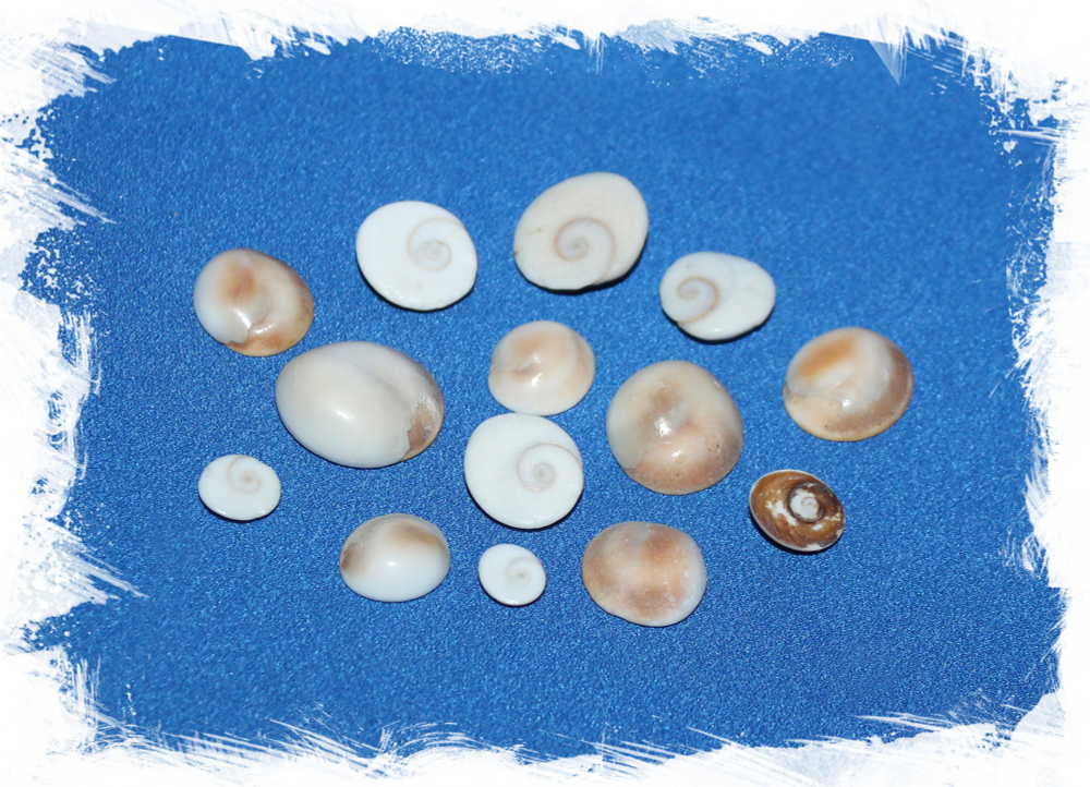 Крышечки ракушек Турбо коричневые (мелкие), 0,8-1,8см, 100гр, 50шт