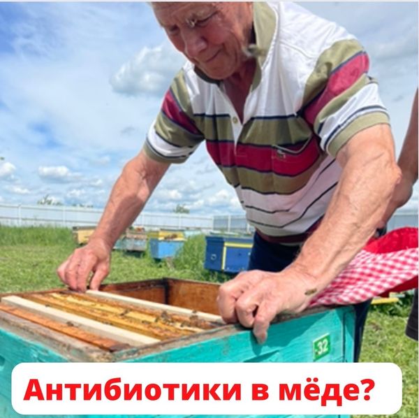 АНТИБИОТИКИ В МЁДЕ – ОТКУДА?