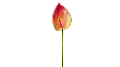 Антуриум 3D - Зелено-розовый