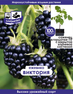 Ежевика, саженец, Виктория, 1 шт