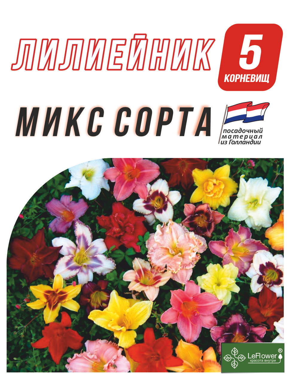 Лилейник Корневище, микс сорта, 5 шт