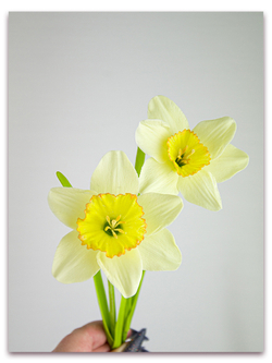 Нарцисс. Набор 2. Крупный