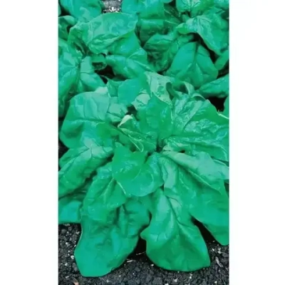 Семена Шпинат Жирнолистный 1,5гр (УД) Е/П