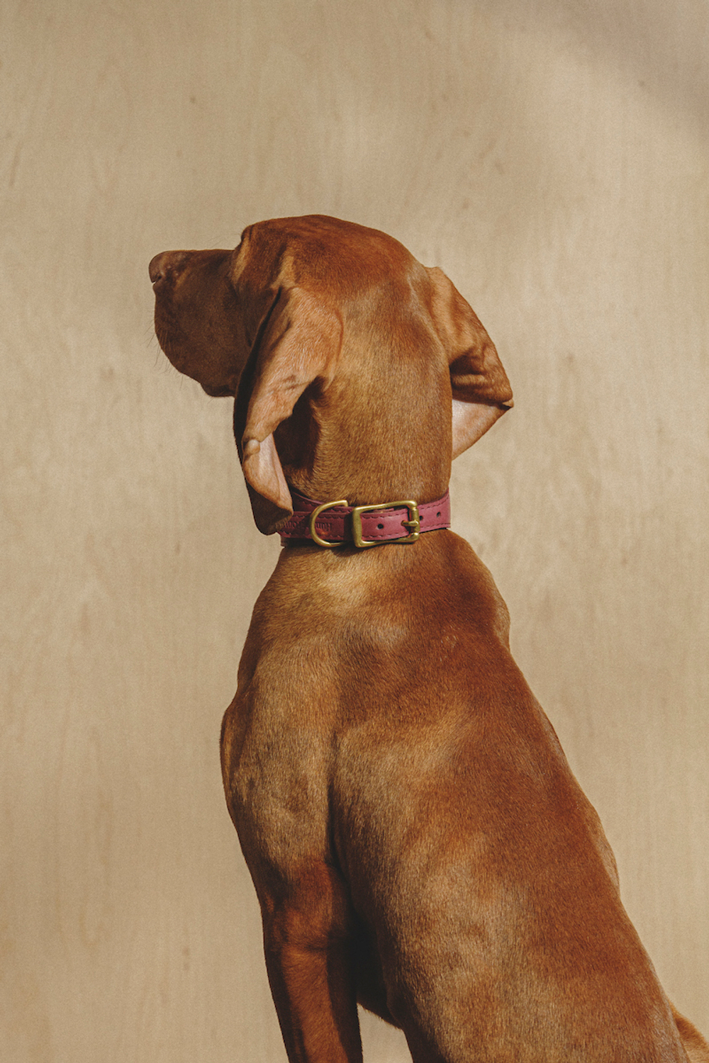 Ошейник "Пони-Селедка" Винный