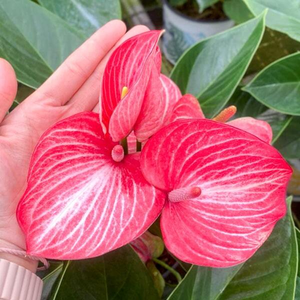 Антуриум Андре LIVIUM RUBY (H75)