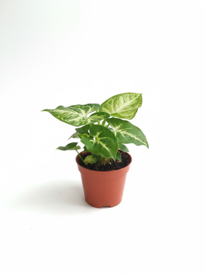 Сингониум Green Elf д.9