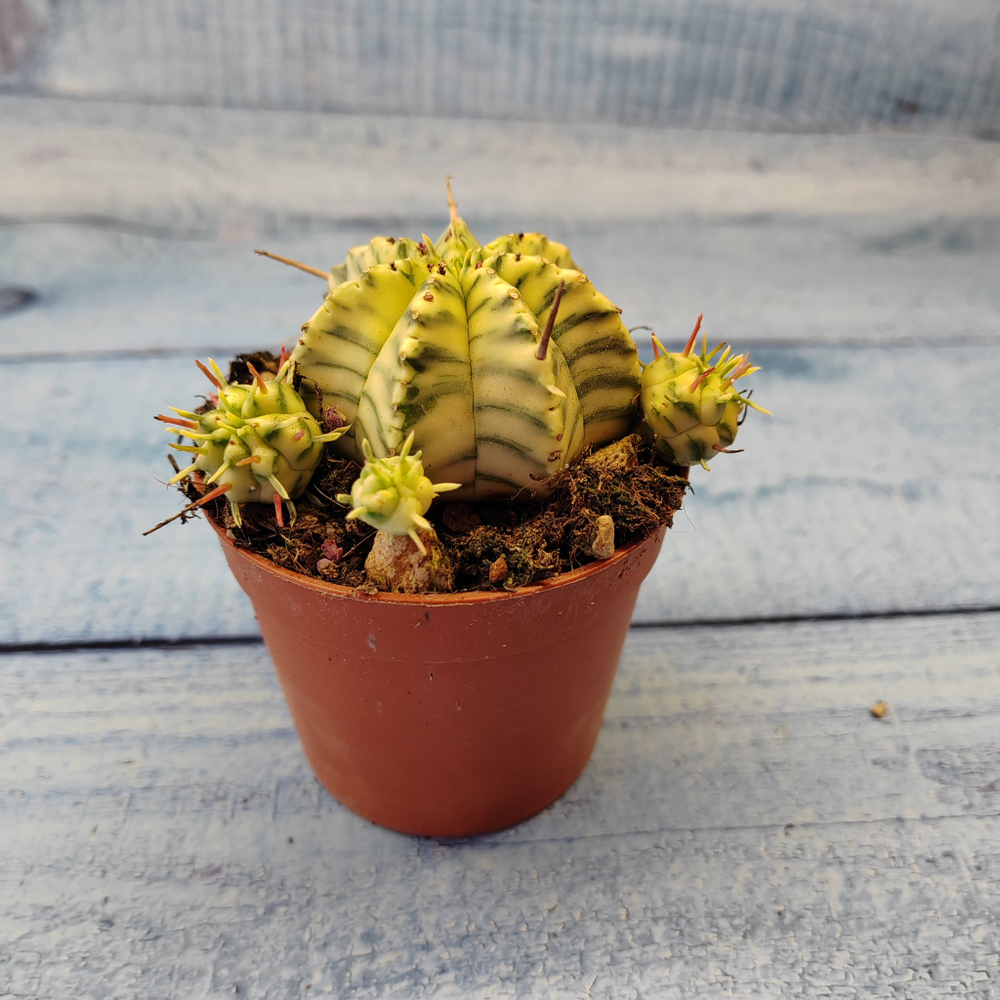 Euphorbia meloformis f. Variegated (Эуфорбия вариегатная)