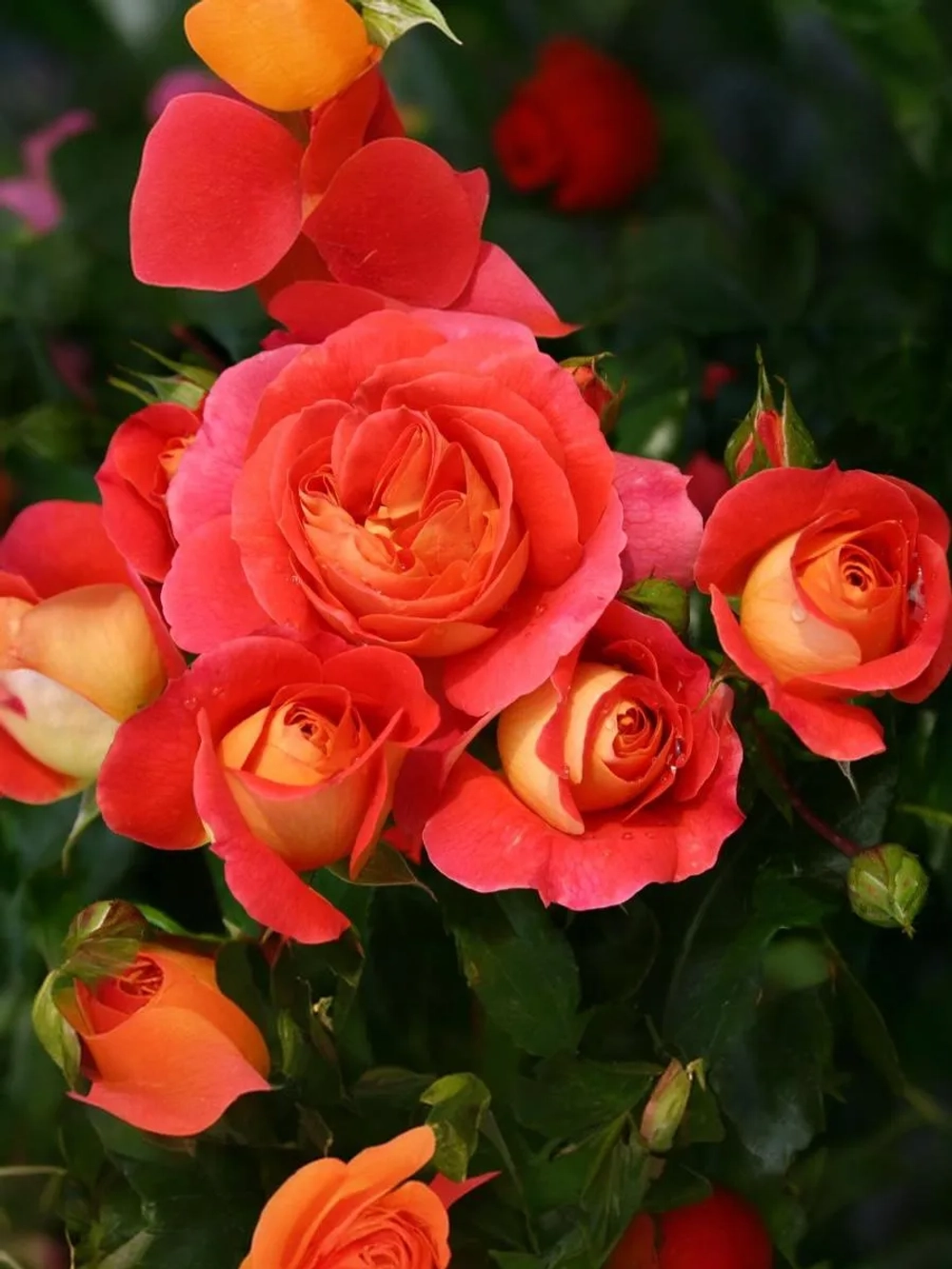 Роза флорибунда Гебрюдер Гримм