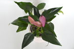 Антуриум Андреанум Зизу / Anthurium Zizou