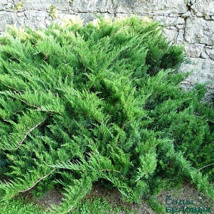 Можжевельник казацкий Тамарисцифолия (Juniperus sabina Tamariscifolia) р9 август 2026 г