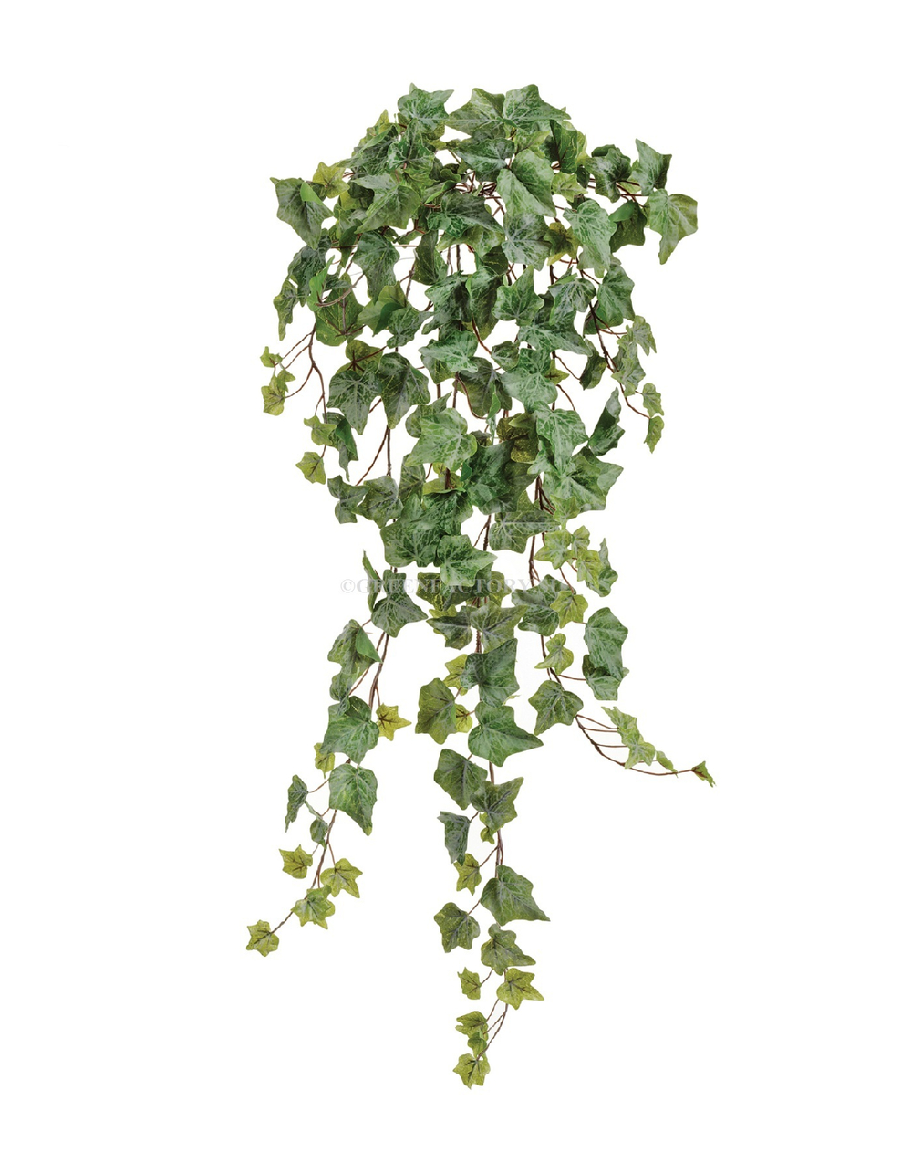 Английский плющ Олд Тэмпл зелёный