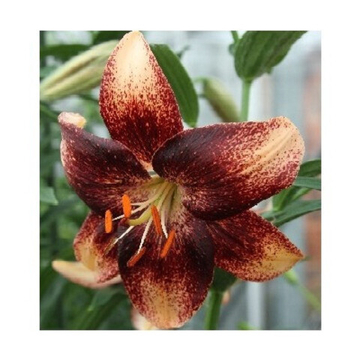 Лилия Чоколейт Евент