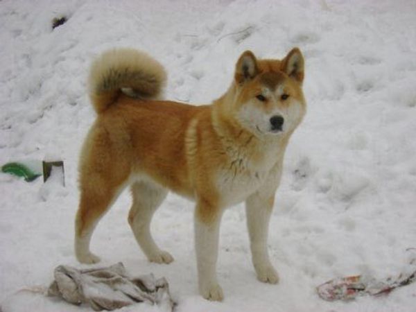 Американская акита (большая японская собака) Американская акита (большая японская собака)
