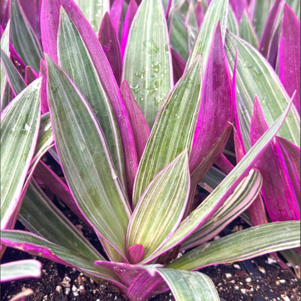 Традесканция покрывальчатая вар – Tradescantia spathacea var